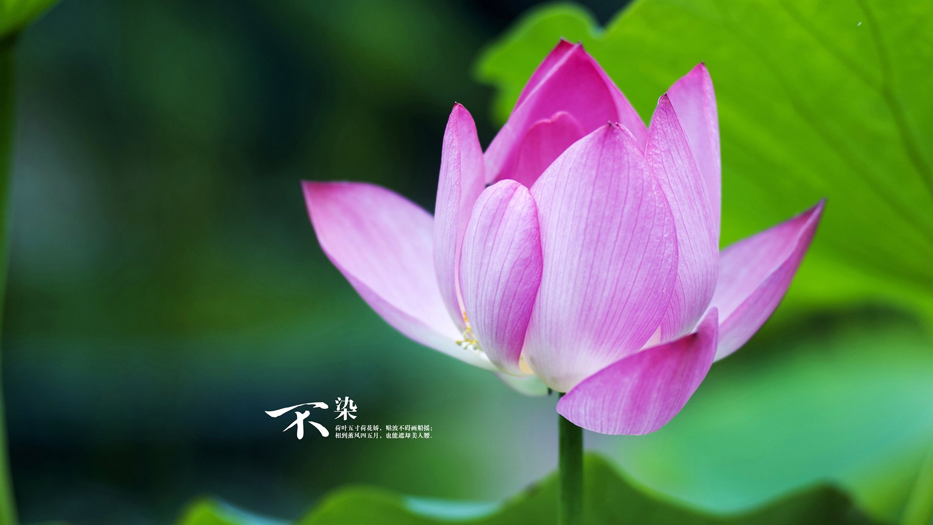 美加墨世界杯之夜,小贾伦·杰克逊的统治时刻—当防守艺术主宰比赛走向