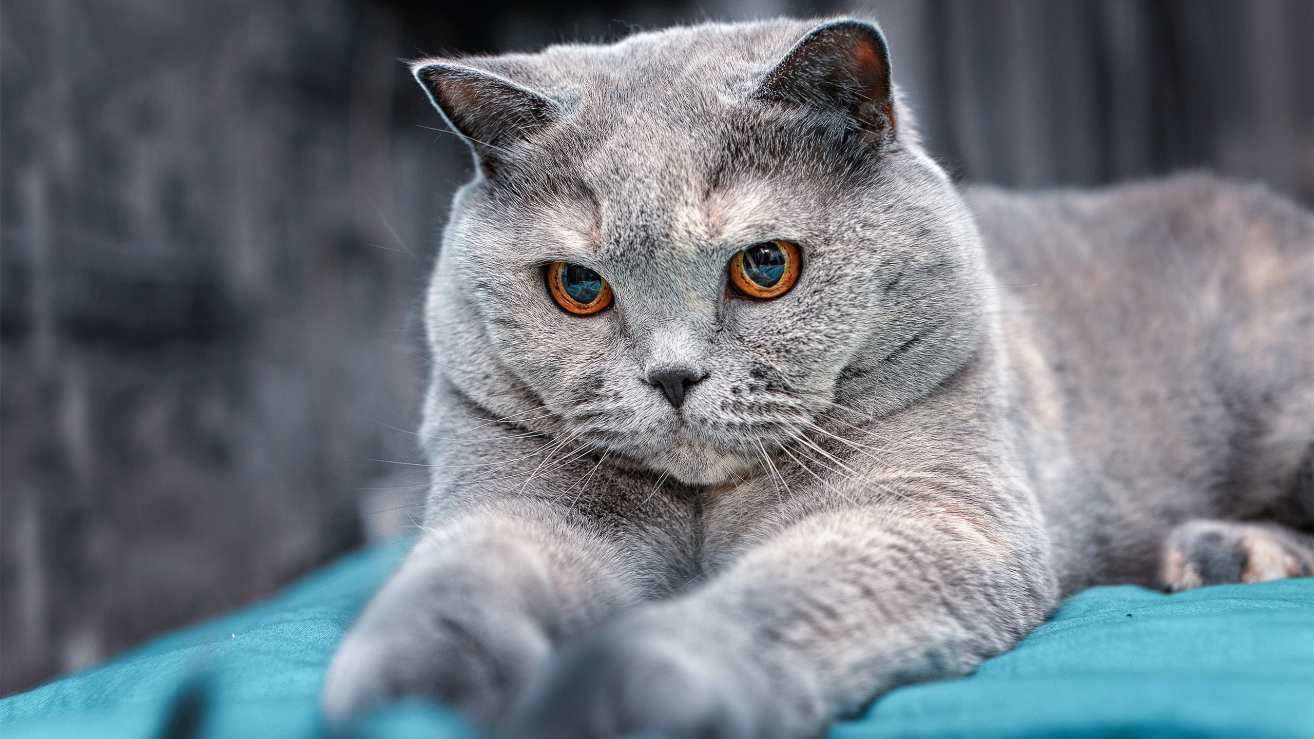 里程碑之夜,伦纳德生涯新高,活塞加时险胜魔术